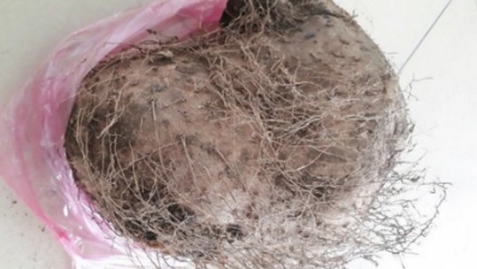 Tìm ra chất độc tính cao trong củ lạ khiến 7 người ở Bảo Thắng nhập viện