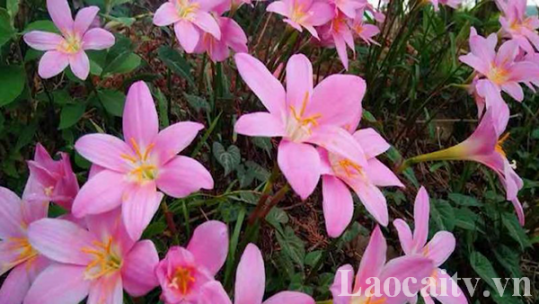 Khởi nghiệp với giống cây hoa huệ mưa