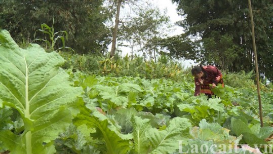 Si Ma Cai phấn đấu vụ đông 90 triệu đồng/ha