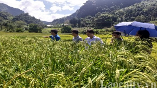 Tổng kết mô hình lúa nếp dâu tại huyện Bắc Hà