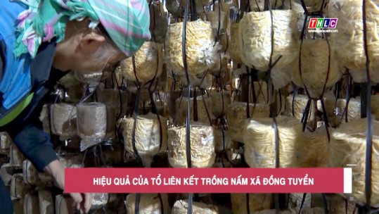Hiệu quả của tổ liên kết trồng nấm xã Đồng Tuyển