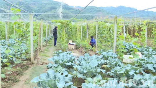 Tăng giá trị cây trồng vụ đông