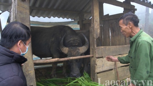 Sa Pa chủ động phòng chống rét cho trâu, bò