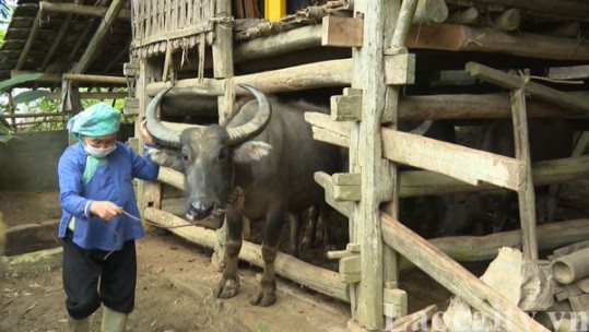 Hỗ trợ các hộ dân vùng cao bảo vệ đàn đại gia súc