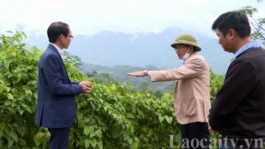 Đất nghèo gieo cây Sa Chi