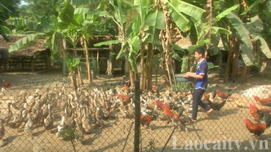 Trên 2,8 tỷ đồng bảo tồn và phát triển vịt bầu Nghĩa Đô theo chuỗi giá trị