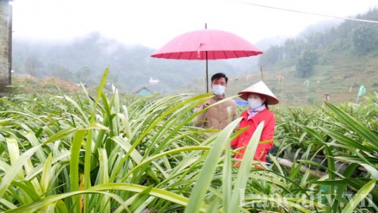Các nhà vườn Sa Pa chuẩn bị thị trường hoa, cây cảnh tết