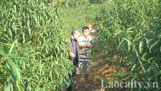 Nông dân Xuân Quang chuẩn bị cho vụ đào tết