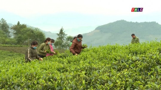 Đốn chè cuối năm, giải pháp giúp nâng cao sản lượng chè