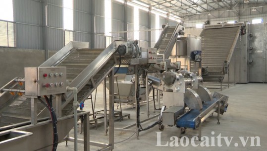 Chuẩn bị đưa vào hoạt động dây chuyền chế biến củ Hoàng sin cô ở Bát Xát
