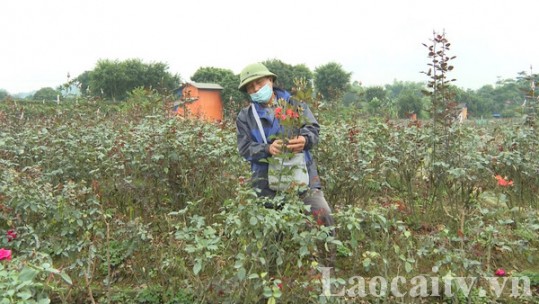 Chủ động nguồn hoa tươi cho thị trường tết