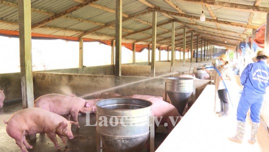 Giá lợn hơi tăng trở lại - người chăn nuôi bắt đầu có lãi