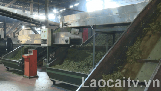 Lào Cai còn tồn tại 350 tấn chè khô chưa xuất khẩu