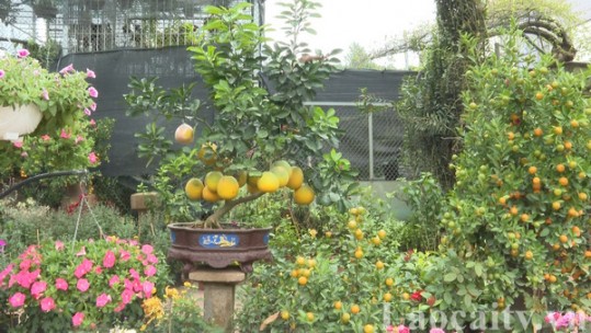 Xu hướng chơi hoa dịp tết