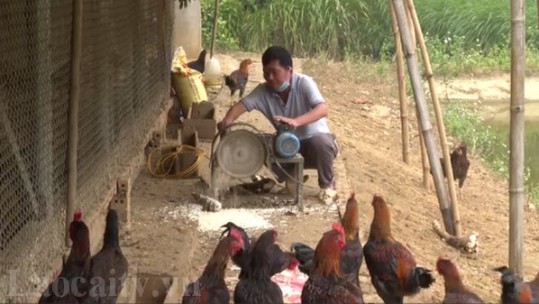 Chủ động giải pháp khi giá thức ăn chăn nuôi tăng cao