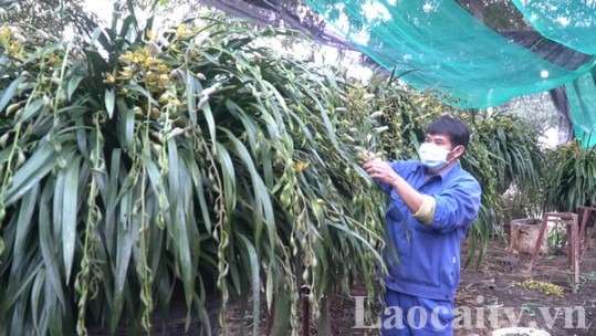 Chăm sóc hoa lan cho ngày tết
