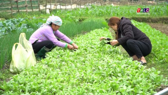 Người dân vùng cao Trịnh Tường chủ động sản xuất vụ đông