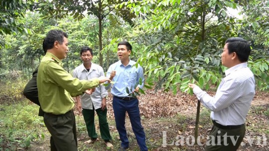 Lào Cai phát triển gỗ lớn, nâng cao hiệu quả rừng trồng