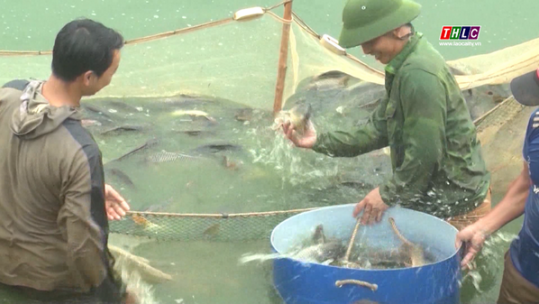 Ngành Chăn nuôi Lào Cai - Một năm vượt khó