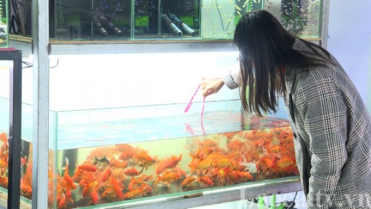 Thị trường cá chép vàng ở Lào Cai hứa hẹn nhộn nhịp
