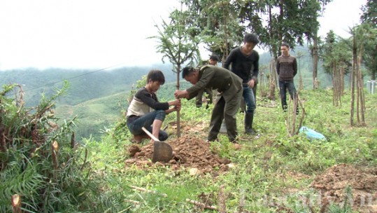 Phấn đấu trồng 1 triệu cây xanh dịp tết trồng cây Xuân Nhâm Dần 2022