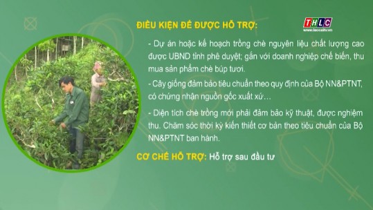 Lào Cai quy định mức hỗ trợ phát triển vùng trồng chè nguyên liệu chất lượng cao