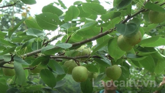 Hỗ trợ dự án trồng cây ăn quả