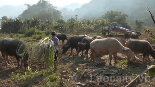 Quy định mức hỗ trợ sản xuất giống vật nuôi trên địa bàn tỉnh Lào Cai