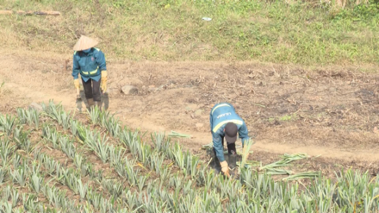 Nông dân Mường Khương sẽ trồng mới khoảng 290 ha dứa