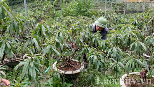Phát triển các dự án nông nghiệp công nghệ cao ở Tả Phìn