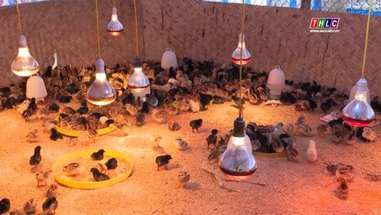 Thị trường giống gia cầm, lợn và cá giống cơ bản ổn định