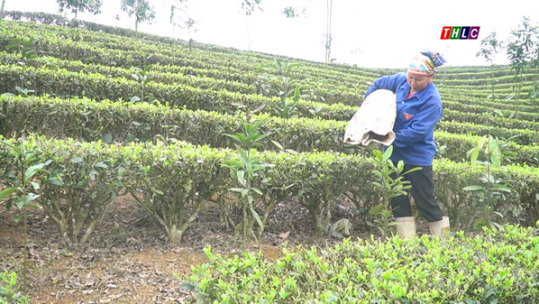 Tập trung chăm sóc chè chuẩn bị thu hái lứa chè xuân