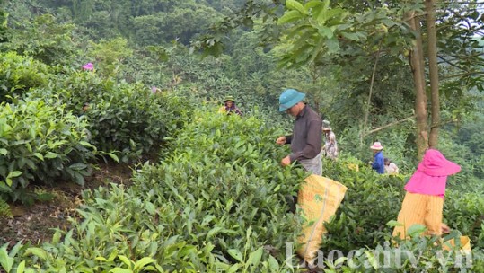 Nông dân Lùng Vai hăng hái thi đua sản xuất giỏi