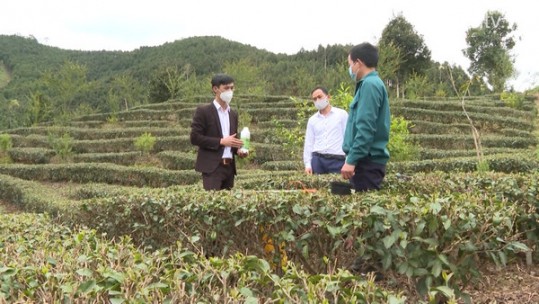 Thí điểm sử dụng chế phẩm sinh học trong sản xuất nông nghiệp hàng hóa