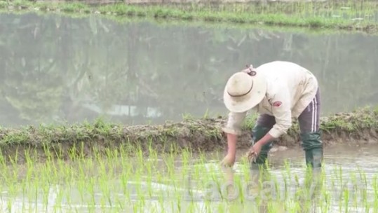 Chống rét cho lúa mới cấy