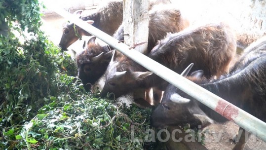 Người nông dân mạnh dạn tìm hướng đi mới