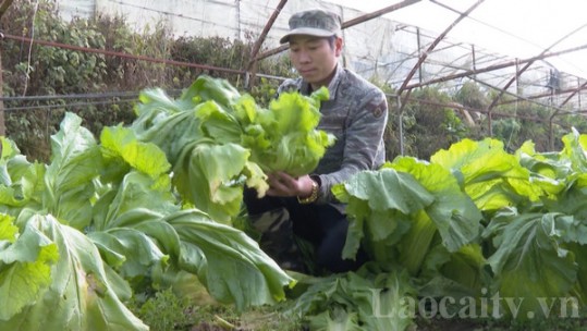 Nông dân Sa Pa thu hoạch rau cải mầm đá