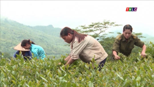 Tăng cường quản lý các vùng sản xuất hàng hóa