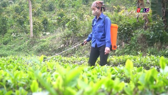 Tăng cường kiểm soát và hướng dẫn sử dụng thuốc bảo vệ thực vật