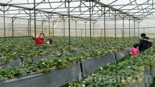 Sa Pa phát triển loại hình du lịch nông nghiệp