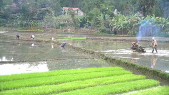 Võ Lao đẩy nhanh tiến độ gieo cấy lúa xuân