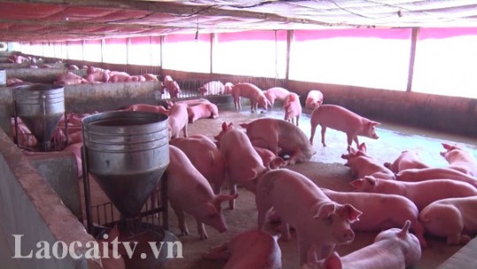 Tăng giá trị nội ngành chăn nuôi