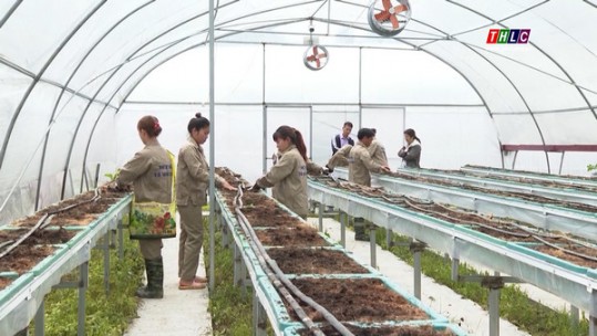 Lào Cai xây dựng trên 50 chuỗi cung ứng thực phẩm nông sản an toàn