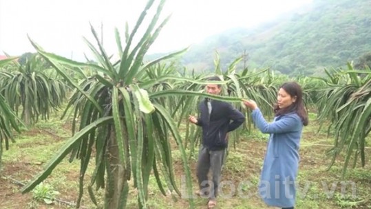 Nông dân Cốc San thi đua sản xuất, kinh doanh giỏi