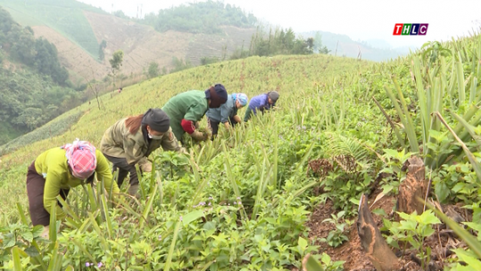 Lào Cai: Trồng mới 280 ha dứa trong năm nay