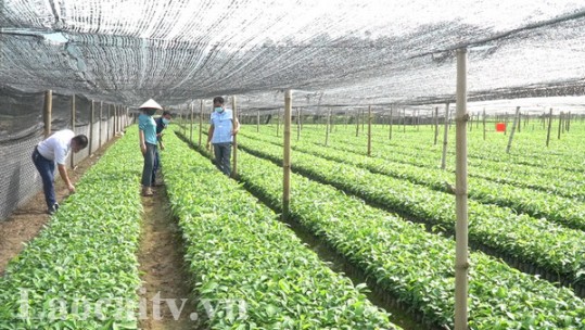 Hỗ trợ để các hợp tác xã hoạt động hiệu quả