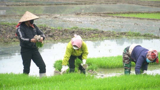 Chủ động phòng trừ sâu bệnh vụ xuân
