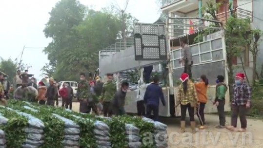 Bát Xát hỗ trợ hộ nghèo, cận nghèo 50 vạn cây quế giống