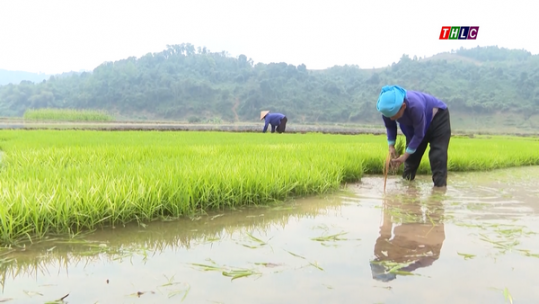 Hoàn thành gieo cấy vụ xuân trước ngày 25/3