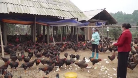Người nông dân vượt khó làm giàu